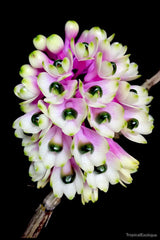 Dendrobium Hsinying Smile 'Mont Blanc'
