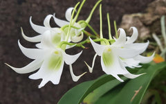 Sobennikoffia humbertiana (Mature Size)