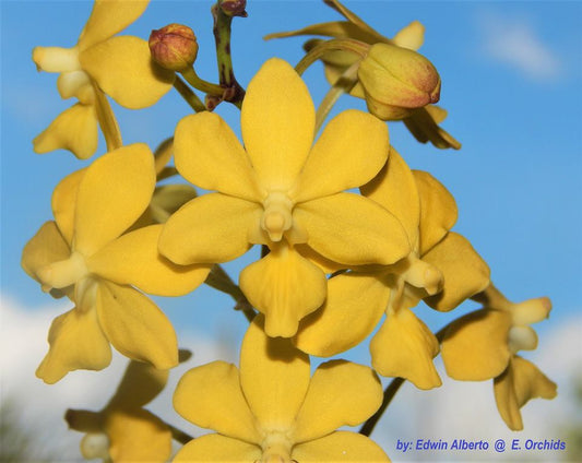 Taprobanea spathulata (EXTREMELY RARE SPECIES)