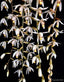 Coelogyne velutina f. white (Species Flask - Plastic Bottle) ex Thailand