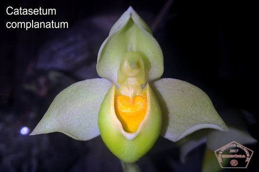 Catasetum complanatum SPECIES FLASK (35+ PLANTS)