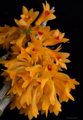 Dendrobium tiongii