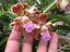 Vanda Tricolor Var. Purpurea
