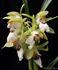 Coelogyne marmorata (Species Flask - Plastic Bottle) ex Thailand