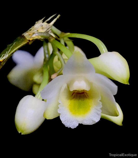 Dendrobium lamellatum (FLASK 40+ Seedlings)