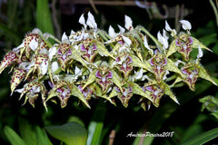 Dendrobium pulchrum (Polysema) X Eximium RARE!