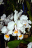 Cattleya schroderae x sib (concolor 'CH#1' x Copacabana')