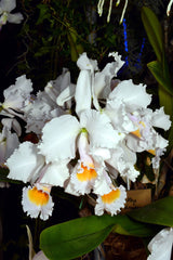Cattleya schroderae x sib (concolor 'CH#1' x Copacabana')