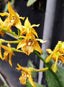 Dendrobium macrophyllum var. ternatense