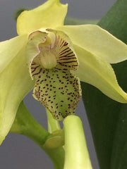 Dendrobium finistarre x engae