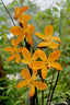 Dendrobium auricolor