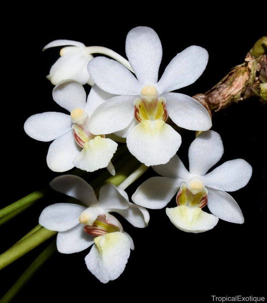 Holcoglossum rupestre (Species from China)