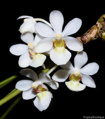 Holcoglossum rupestre (Species from China)