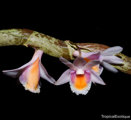 Dendrobium pseudolamellatum