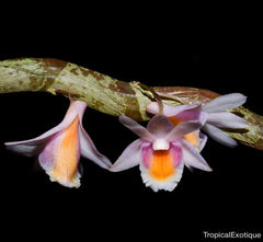 Dendrobium pseudolamellatum