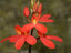 Disa Cardior
