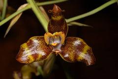 Grammangis ellisii (Madagascar Species)