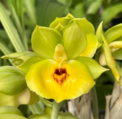 Catasetum expansum