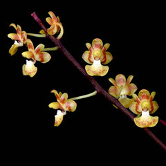 Phalaenopsis chibae (Rare Miniature Species - From Vietnam)