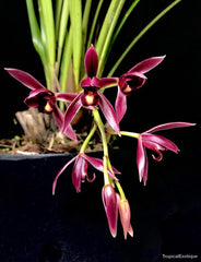 Cymbidium Nok-Kra-Jib (Cymbidium Faridah Hashim x Cymbidium dayanum)