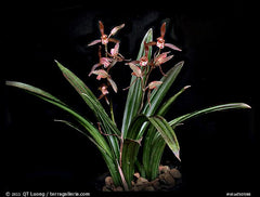 Cymbidium sinense Da Mo (Shi Gong) 達摩(十公) (RARE SPECIES)