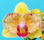 Phalaenopsis Pongbo Mango 'Peloric'
