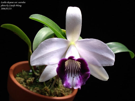 Cattleya bicalhoi coerulea (syn Laelia dayana)