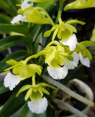 Vanda vietnamica SPECIES