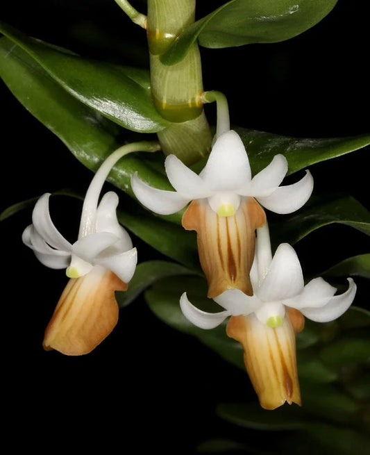Dendrobium ellipsophyllum