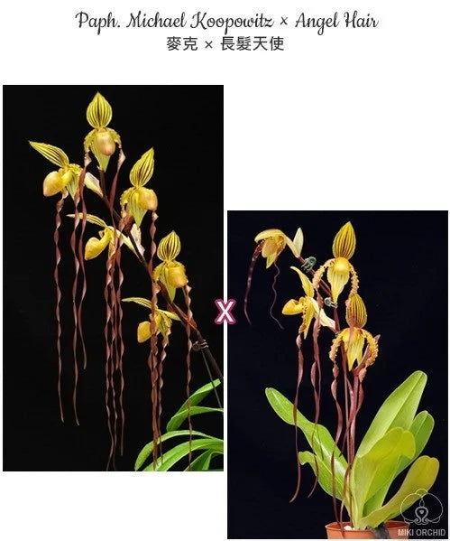Paphiopedilum Michael Koopowitz × Angel Hair (NFS)