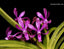 Vandachostylis Lou Sneary 'Pink'
