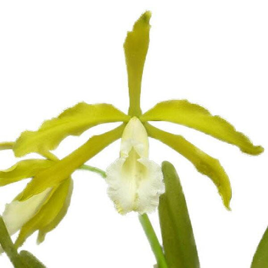 Laelia tenebrosa var alba x self (SPECIES FLASK, ex Taiwan)