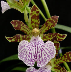 Zygopetalum mackayi