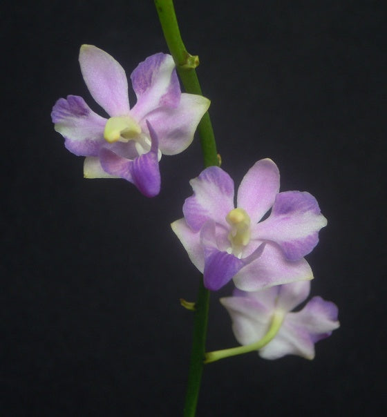 TOP - Phalaenopsis (Dor.) pulcherrima coerulea splash x sib (FLASK)