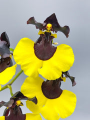 Oncidium Ronaele 'Roxy' AM/AD/ AOC X Onc. Jiaho Queen