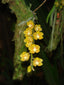 IN SPIKE! Chiloschista parishii (RARE SPECIES)