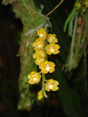 IN SPIKE! Chiloschista parishii (RARE SPECIES)