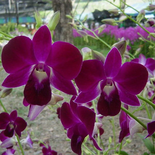 Den. Red Bull 'LD' (Flowering Size)