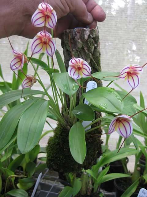 Masdevallia Pichincha ‘Eruption’ HCC/OSCOV