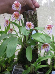 Masdevallia Pichincha ‘Eruption’ HCC/OSCOV