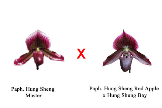 Paphiopedilum Hung Sheng Master x (Hung Sheng Red Apple x Hung Shung Bay)
