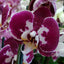 Phalaenopsis Modulation (Healthy in 50mm pot)