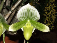 Paph. Hsinying Lime X Hsinying Citron Chin Hua Giant X Hsinying Dragon 'Double Trouble'