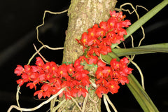 Ascocentrum ampullaceum (Red x Purple)