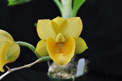 Fdk. After Dark X Ctsm. Pileatum 'Green'