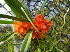Ascocentrum ampullaceum (Orange Form)