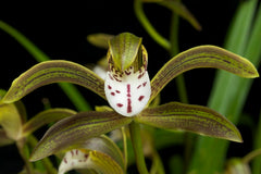 Cymbidium Erythraeum Paradise X Cym. Vanguard 'Mas Beauty' 2N +O