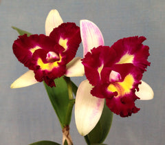 Rlc. Chyong Guu Linnet x Rlc. Kinmen Taiwushan (Beautiful Cattleya Hybrid)