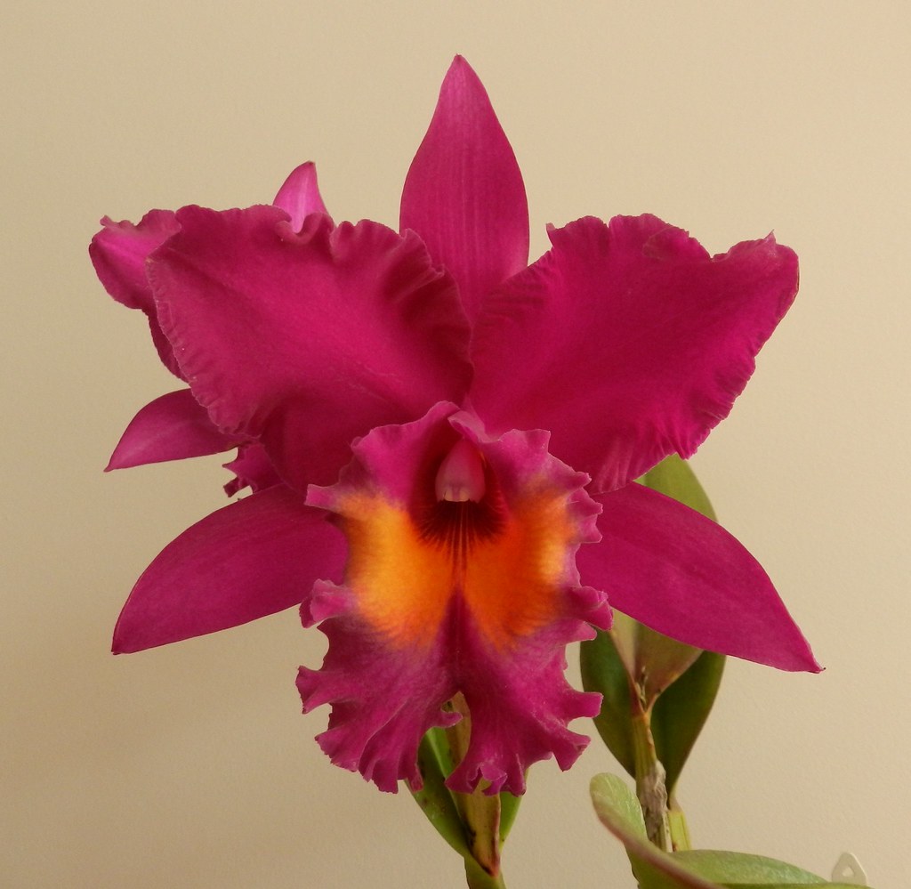 Sunset Colour Chart 'Red Rose'