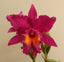 Sunset Colour Chart 'Red Rose'